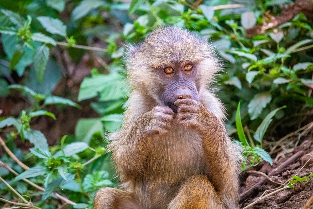 Monkey