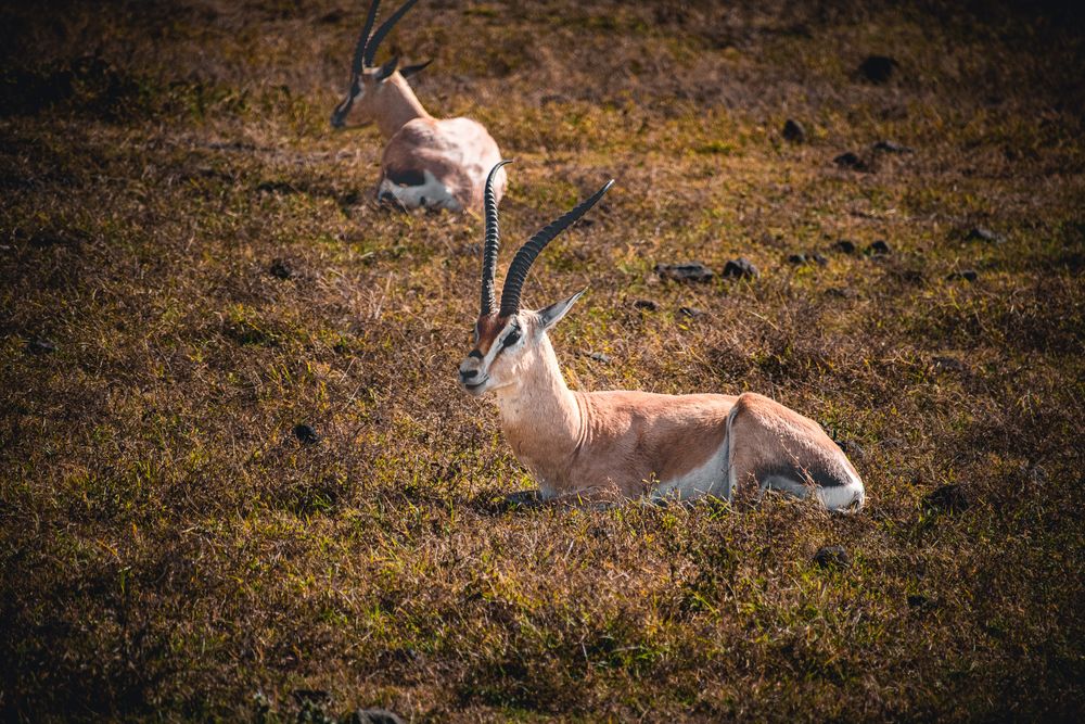 Elk