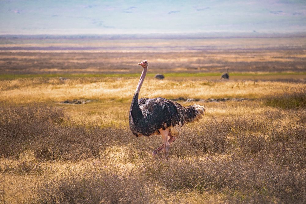 Ostrich