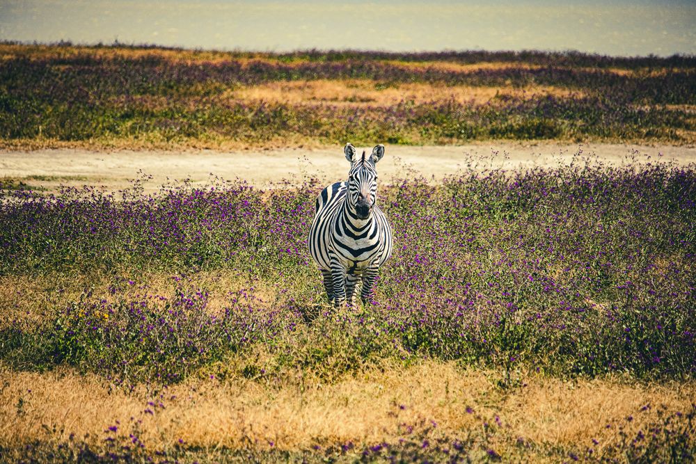 Zebra