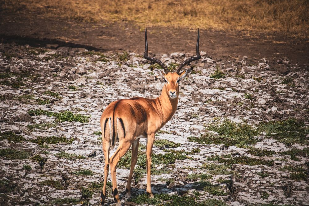 Elk