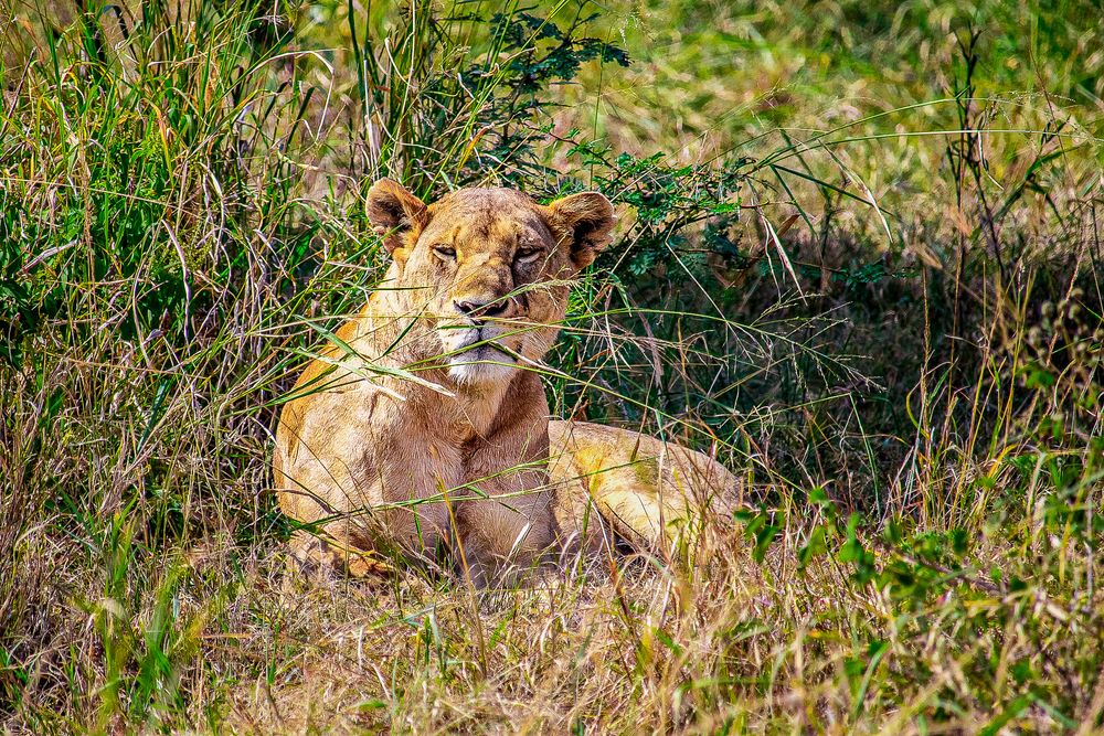 Lioness