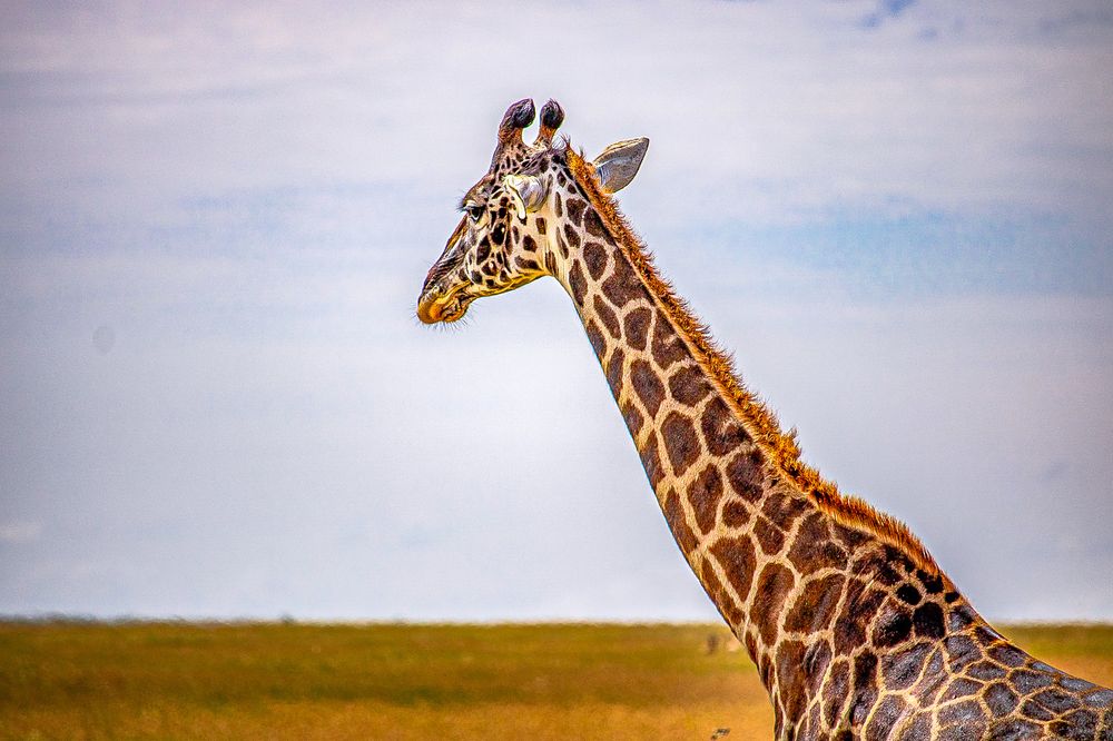 Giraffe
