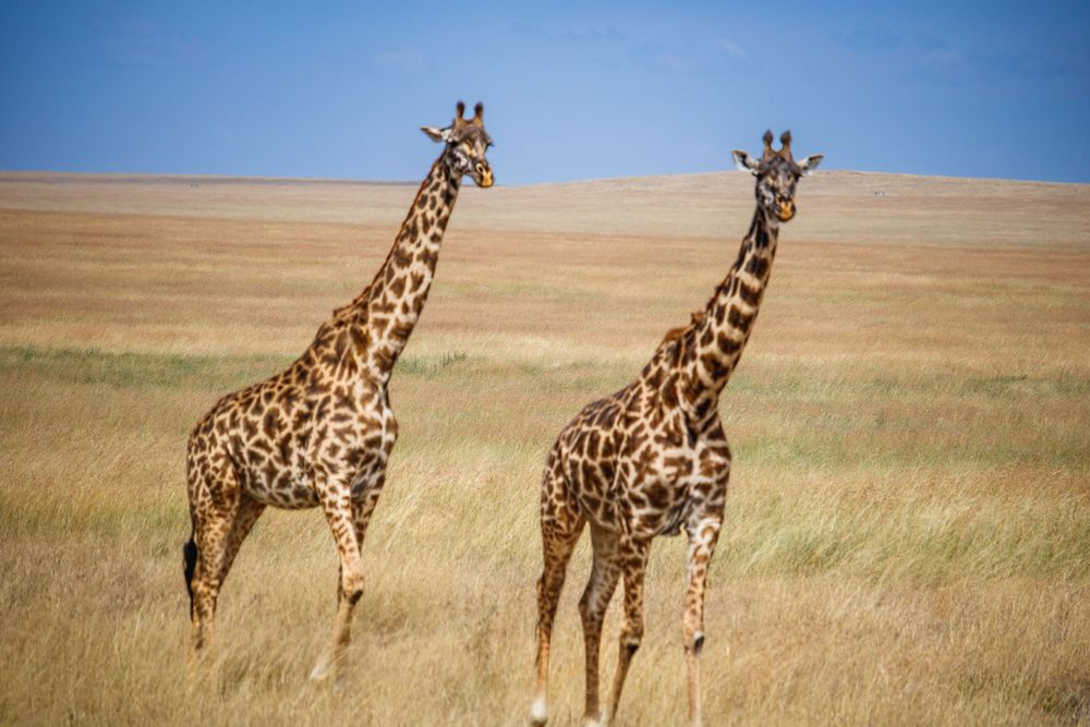 Giraffe