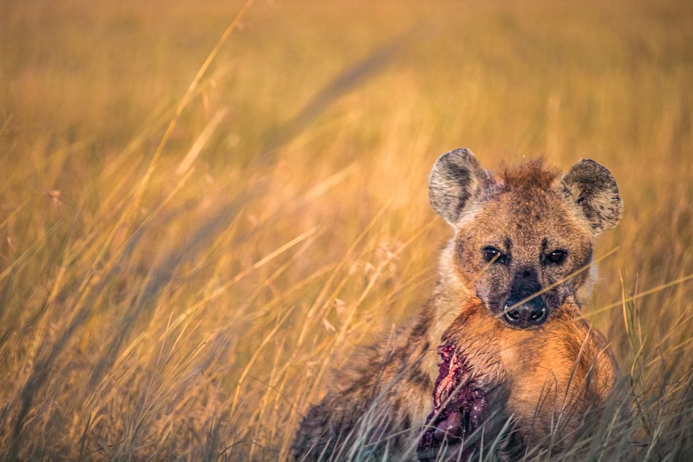 Hyena