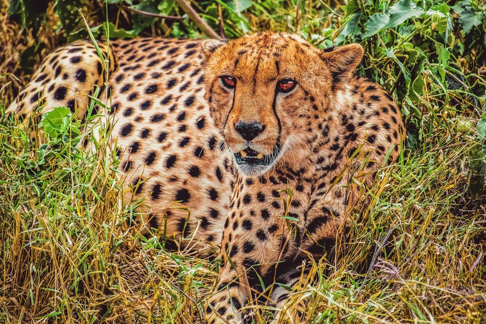 Cheetah