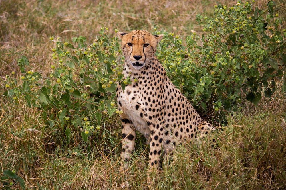 Cheetah
