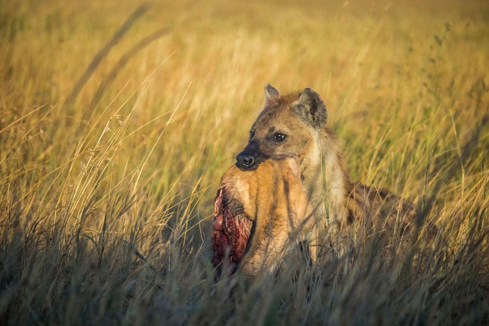 Hyena