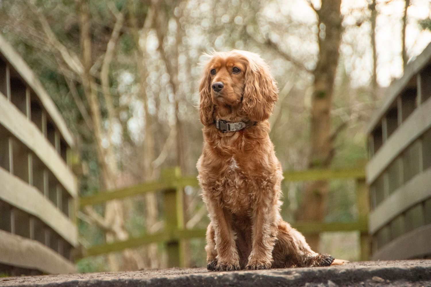 A fluffy golden red cocker spaniel sitting on a wooden bridge surrounded by trees in a natural outdoor setting.