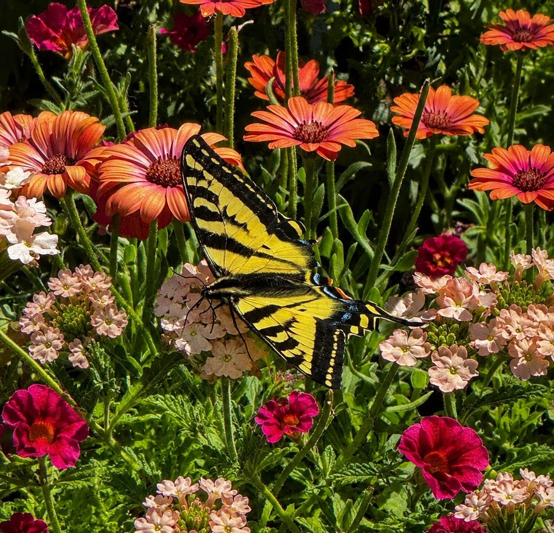 A yellow swallowtail butterfly perched on pink flowers surrounded by colorful zinnia blooms in a vibrant garden.