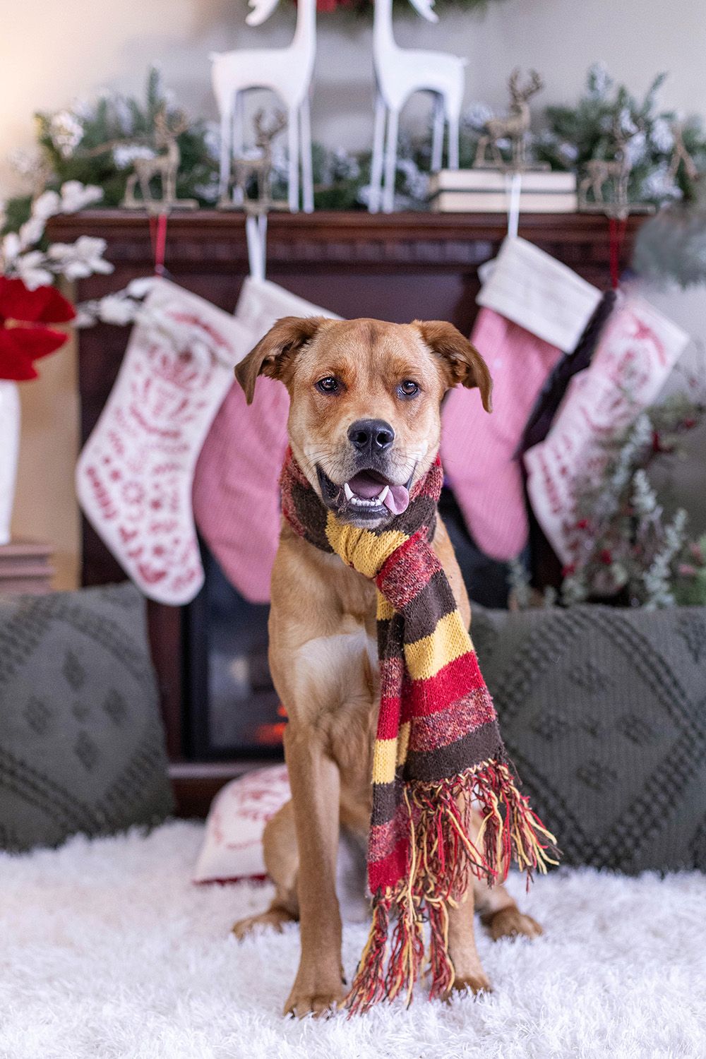 A brown dog wearing a striped holiday scarf sits on a white rug in front of a fireplace decorated with Christmas stockings.