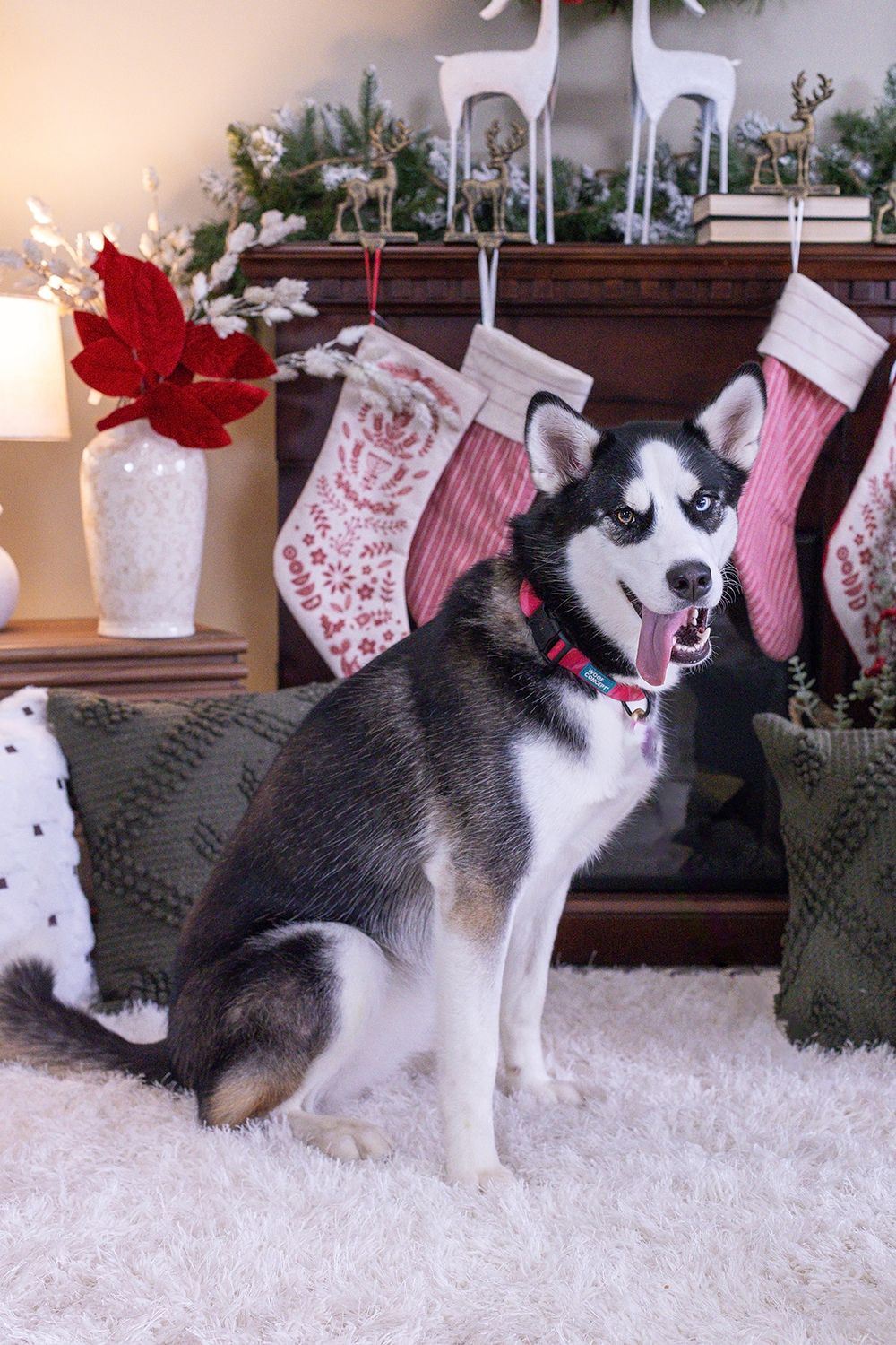 Siberian Husky dog sitting on white fluffy rug in front of Christmas fireplace with holiday stockings and decorations.