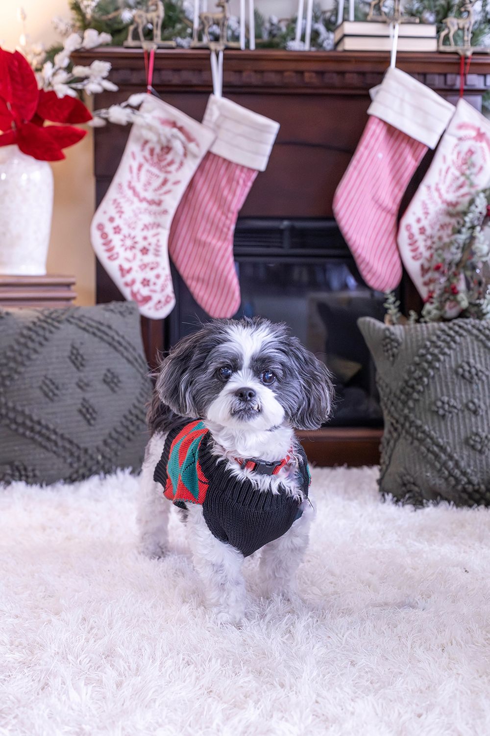Small Shih Tzu dog wearing Christmas sweater sitting on white rug in front of festive fireplace with holiday stockings.