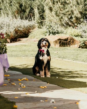 Black poodle dogs playing on a patio with scattered autumn leaves in the sunlight.