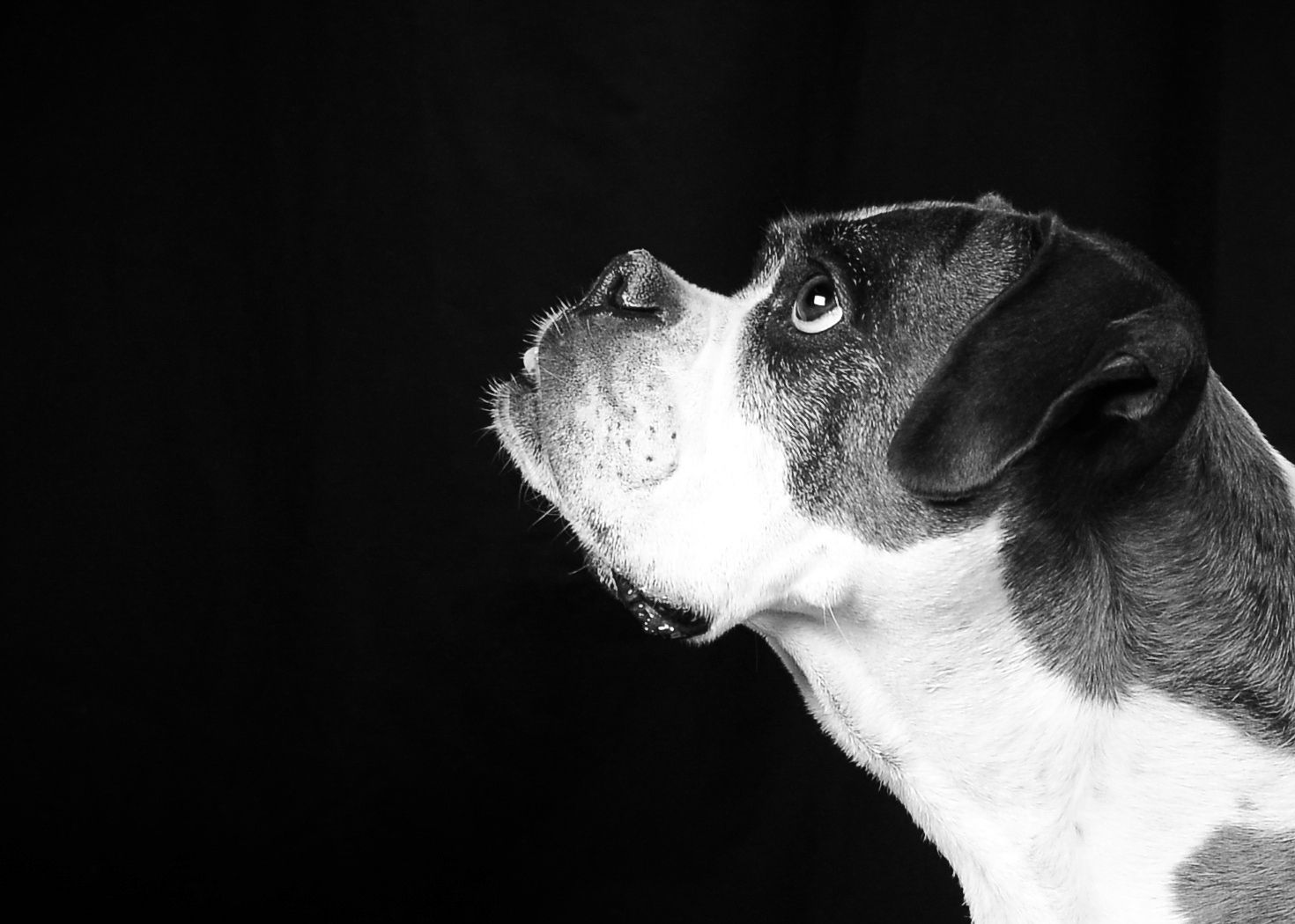 Black and white profile portrait of pit bull dog against dark background.