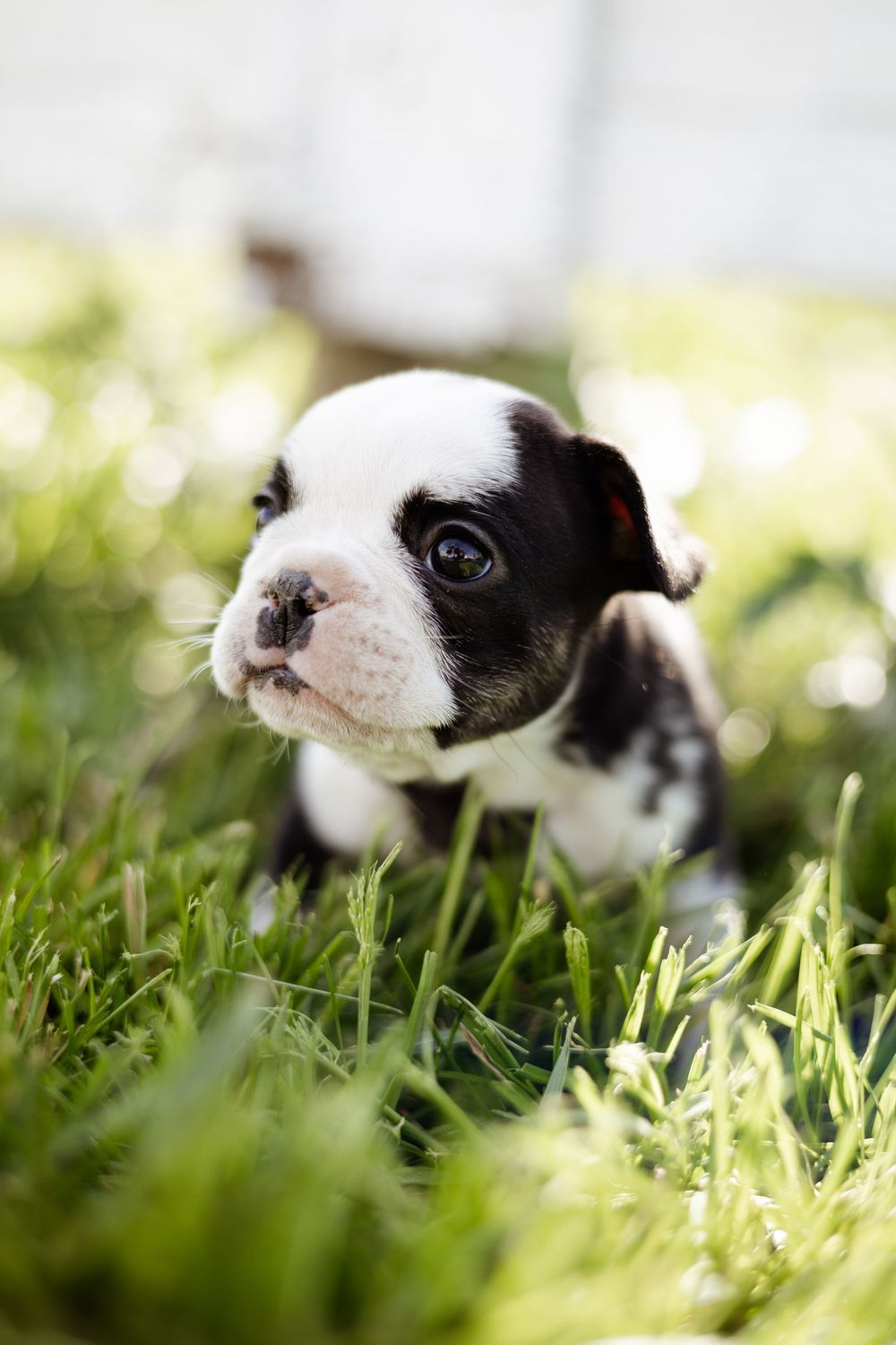 Adorable black and white Boston Terrier puppy sitting in lush green grass, looking up curiously.
