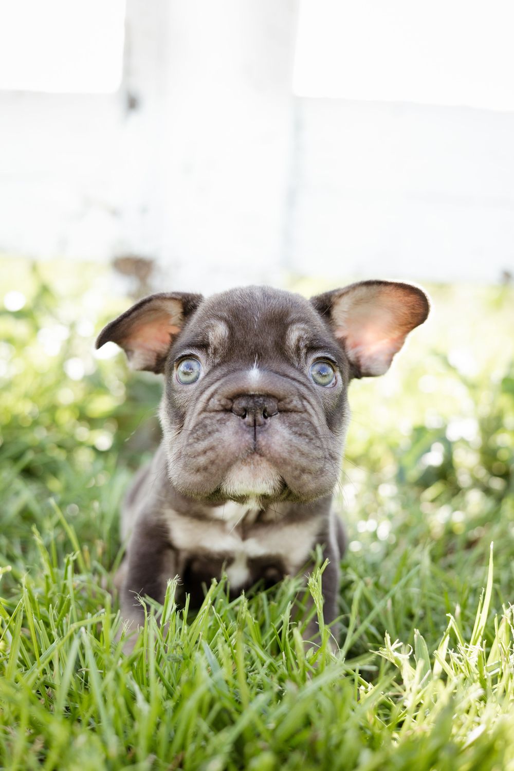 Adorable gray French Bulldog puppy with blue eyes sitting in green grass outdoors.