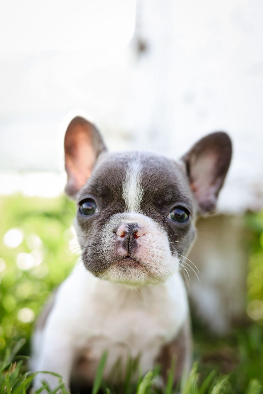 Adorable French Bulldog puppy with gray and white markings sitting in green grass, looking curiously at the camera.