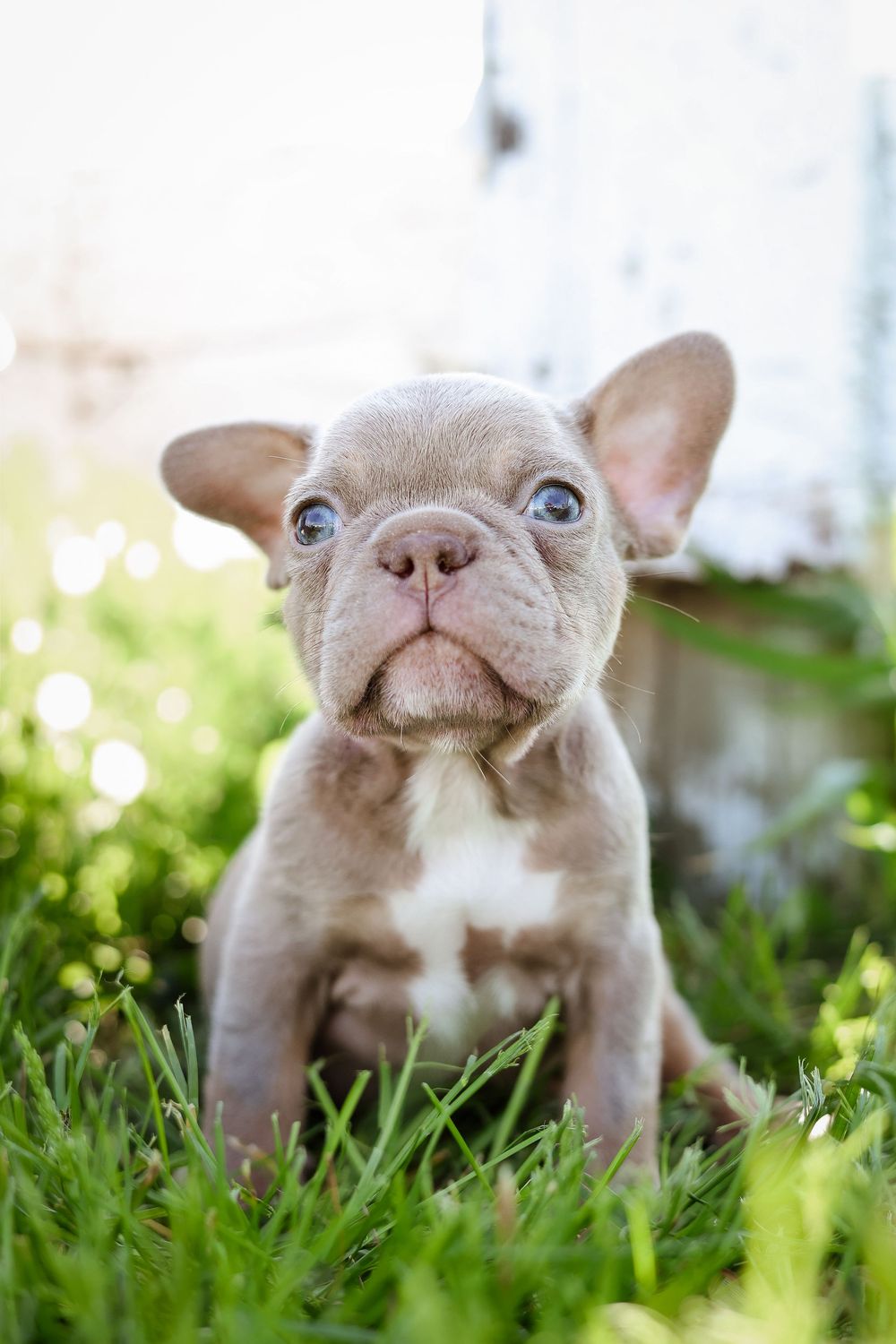 Adorable French Bulldog puppy with blue eyes sitting in green grass outdoors, looking curiously at the camera.