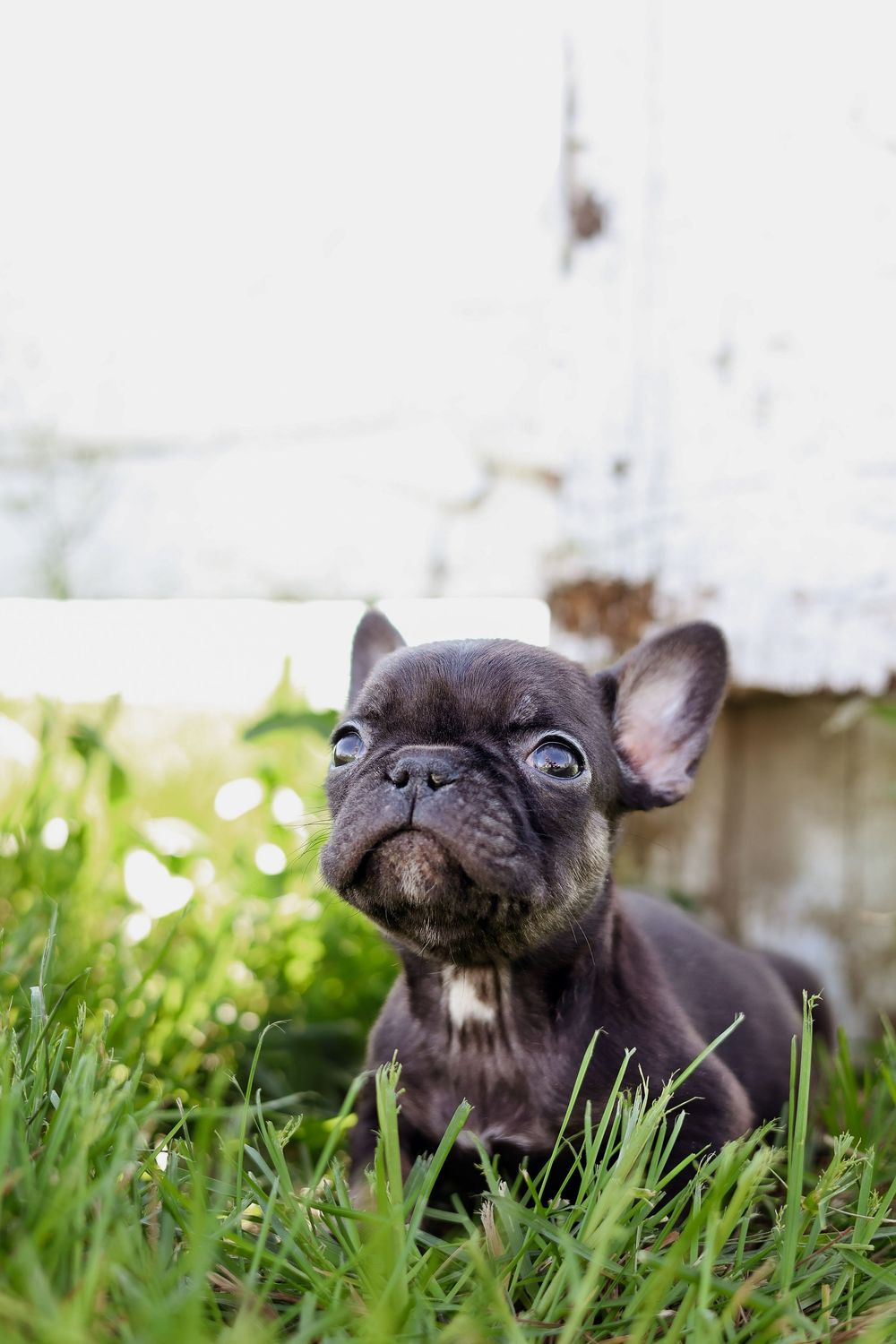 A black French Bulldog puppy sitting in green grass outdoors, looking up curiously.