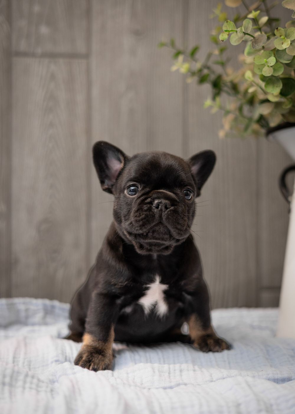 A small black French Bulldog puppy with a white chest patch sits on a light blue blanket near a plant.