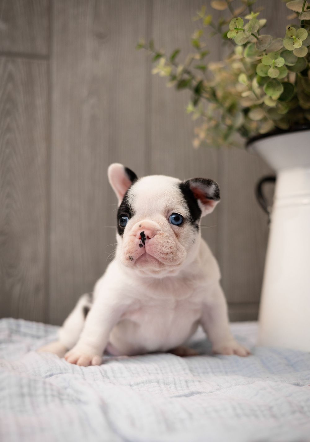 Adorable white French Bulldog puppy with black markings and blue eyes sitting on a blanket near a potted plant.