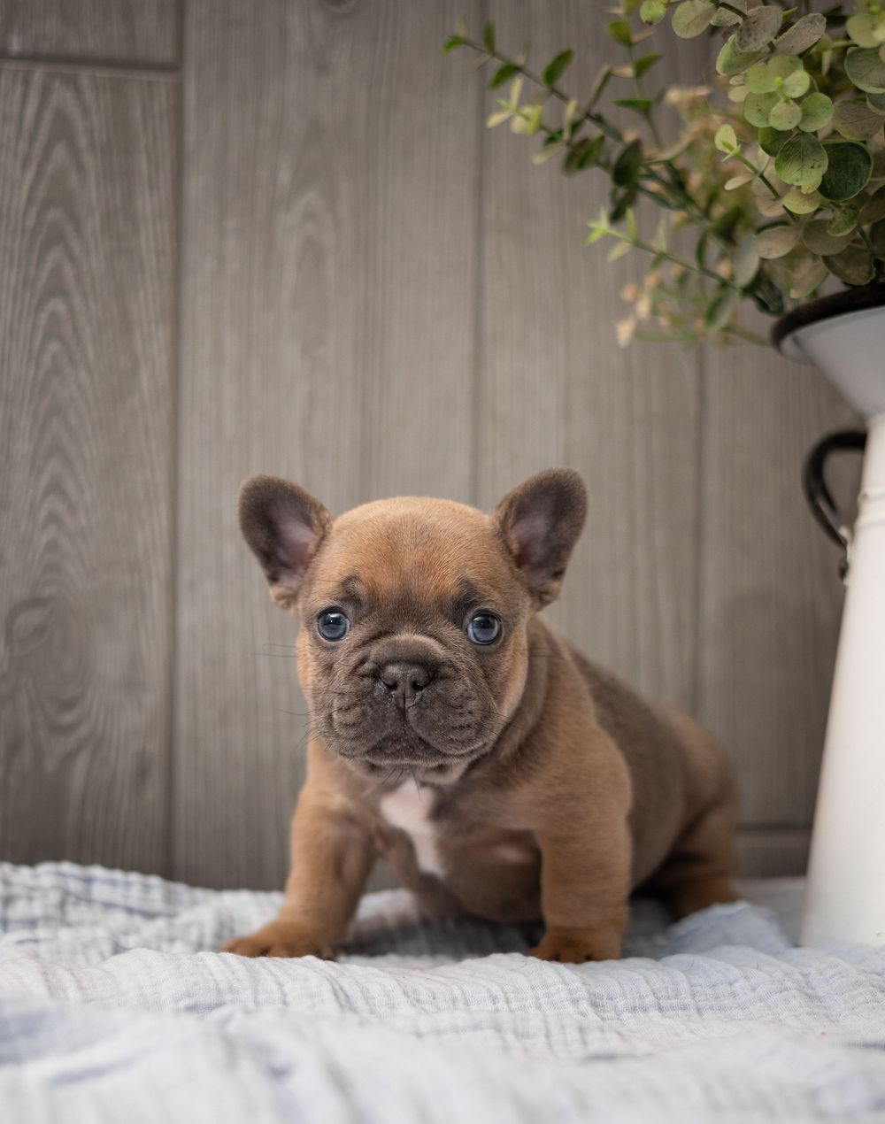Adorable fawn French Bulldog puppy with blue eyes sitting on a white blanket near a green plant.