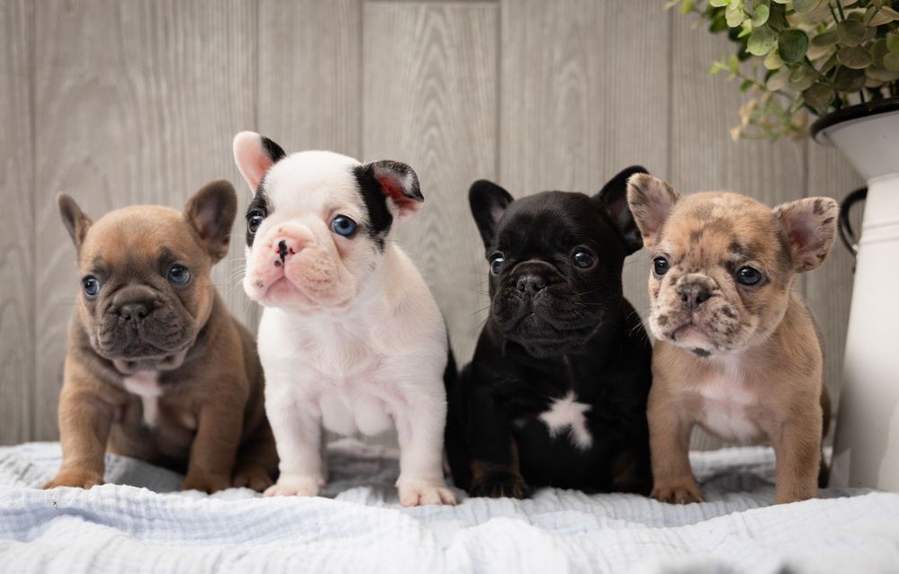 Four adorable French Bulldog puppies in tan, white, black, and brown sit together on a white blanket.