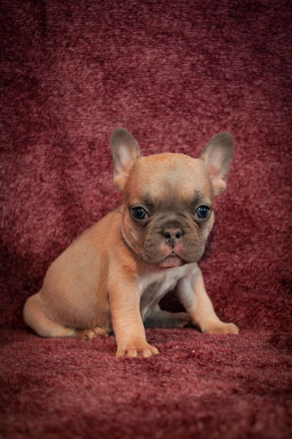 A tiny fawn French Bulldog puppy sits on a red velvet background, looking curiously at the camera.