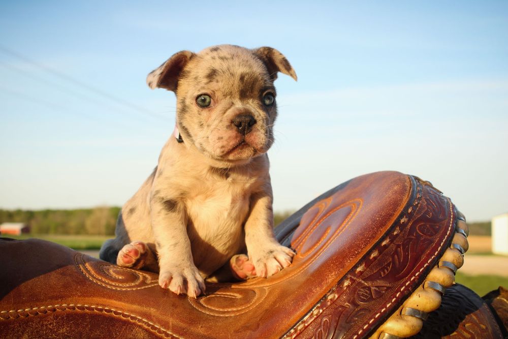 A cute merle bulldog puppy sits on a brown leather saddle outdoors under a clear blue sky.