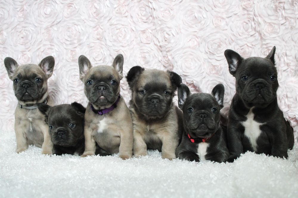 Six adorable French Bulldog puppies sitting together on a white fluffy surface against a floral backdrop.