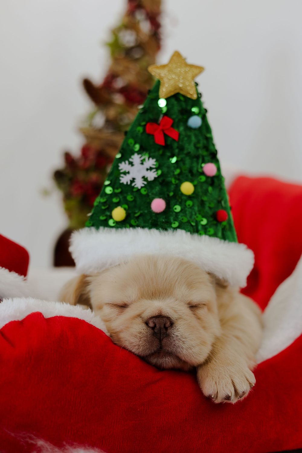 Sleepy puppy wearing a festive green Christmas tree hat rests on red velvet with a decorated tree in background.