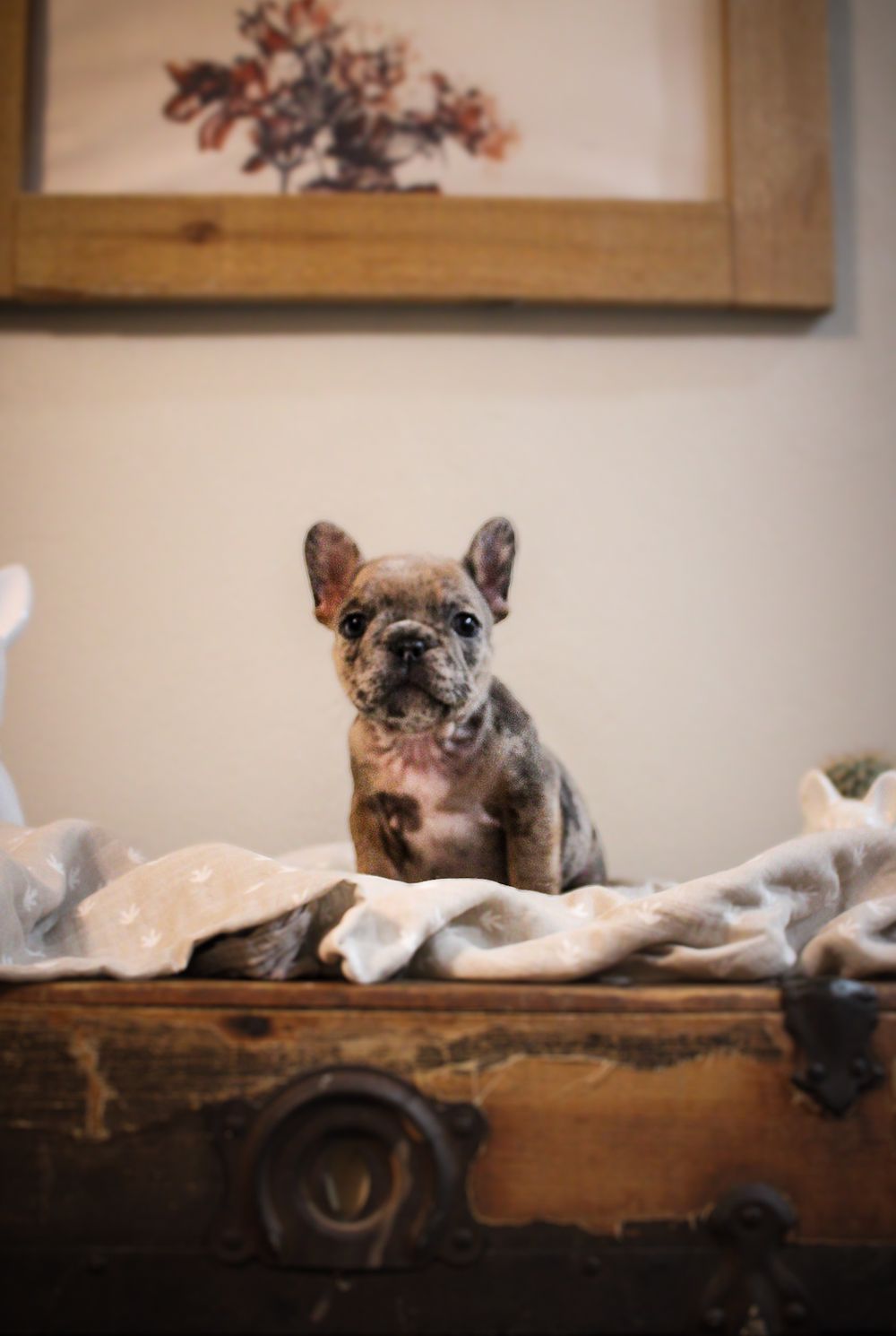 A tiny merle French Bulldog puppy sits on a rustic wooden chest with a soft blanket, posed beneath a framed floral artwork.