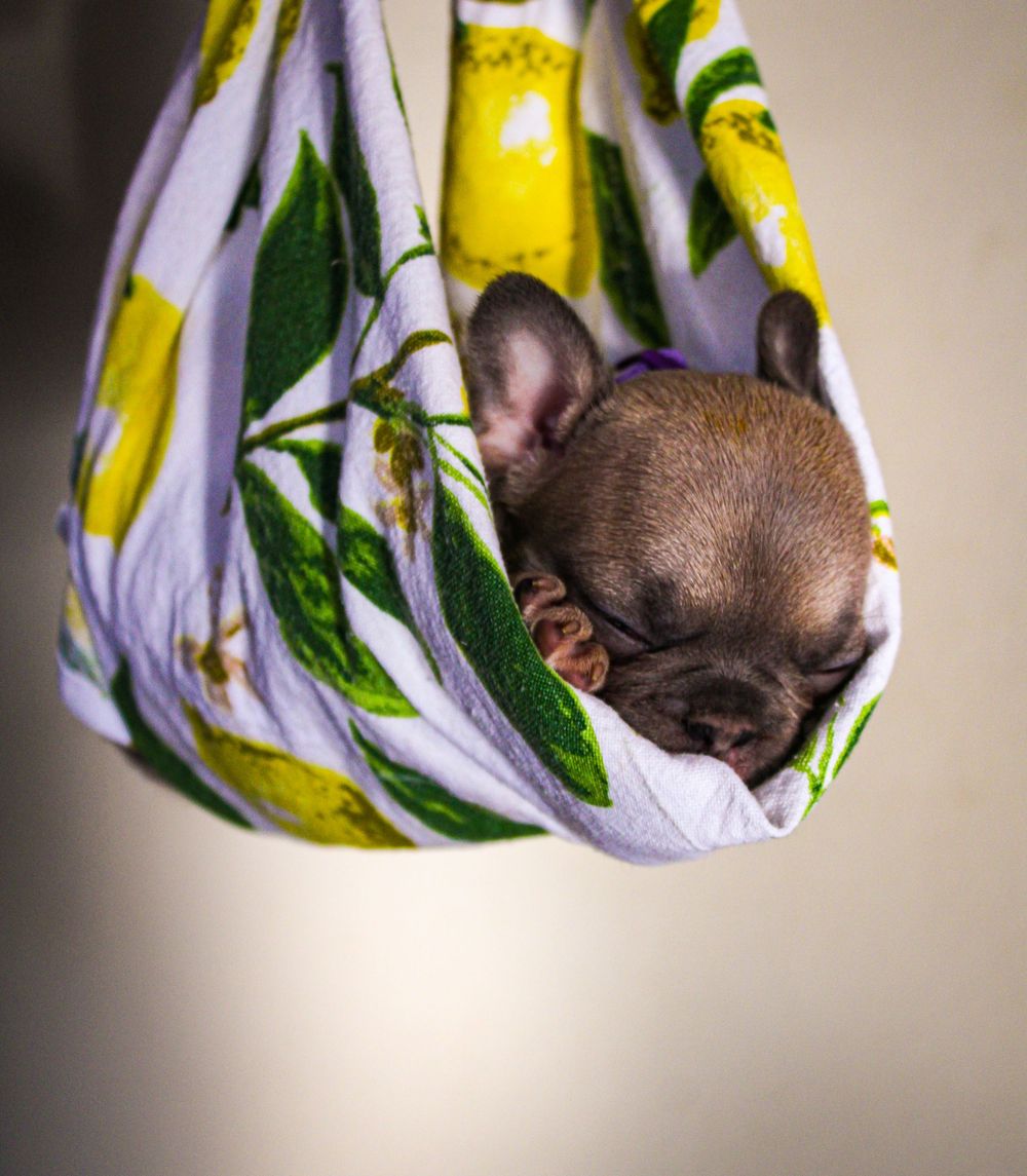 Tiny French Bulldog puppy sleeping peacefully in a floral hammock sling with yellow and green leaf pattern.