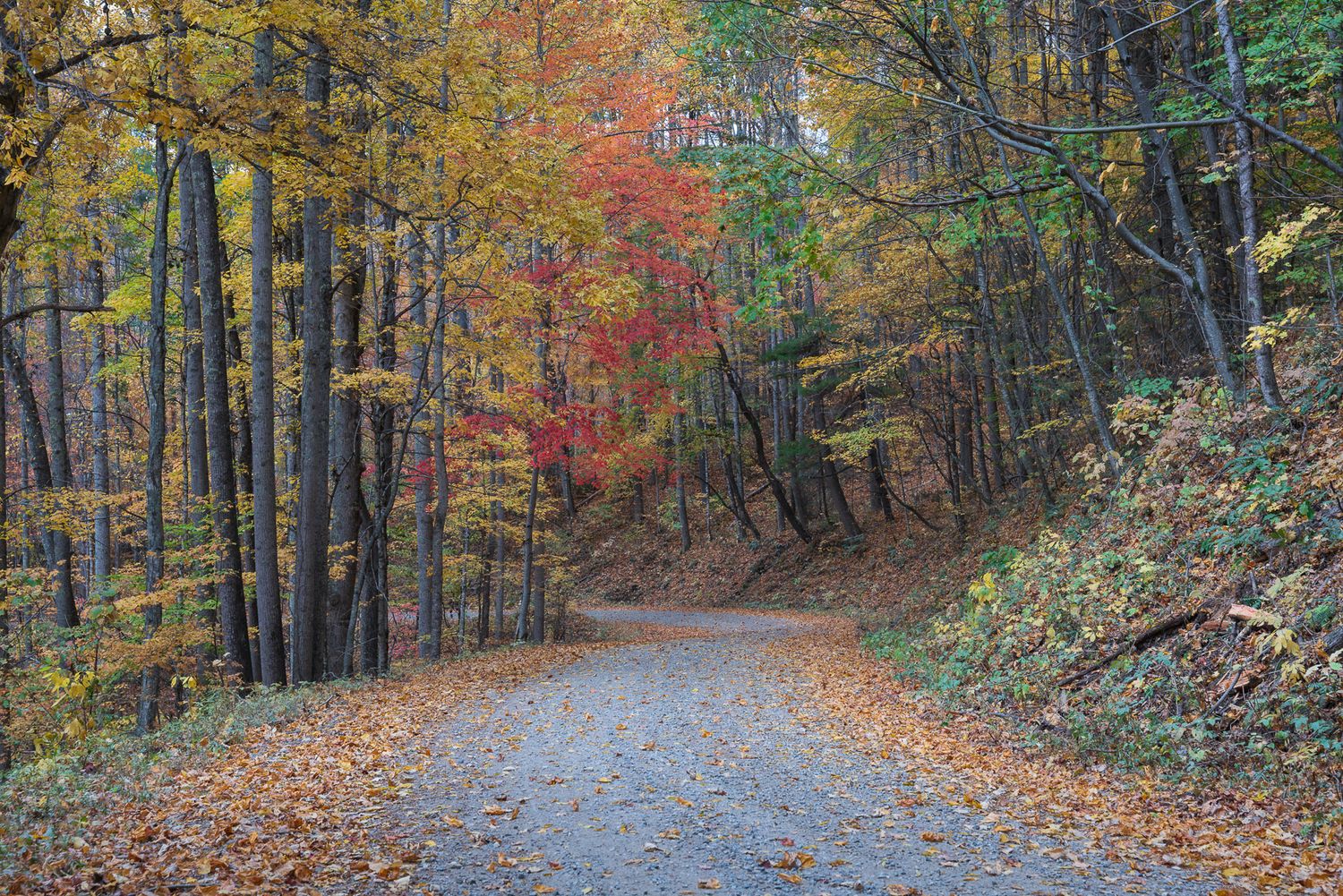 A winding road through vibrant autumn foliage with red, orange, and green trees under a cloudy sky.