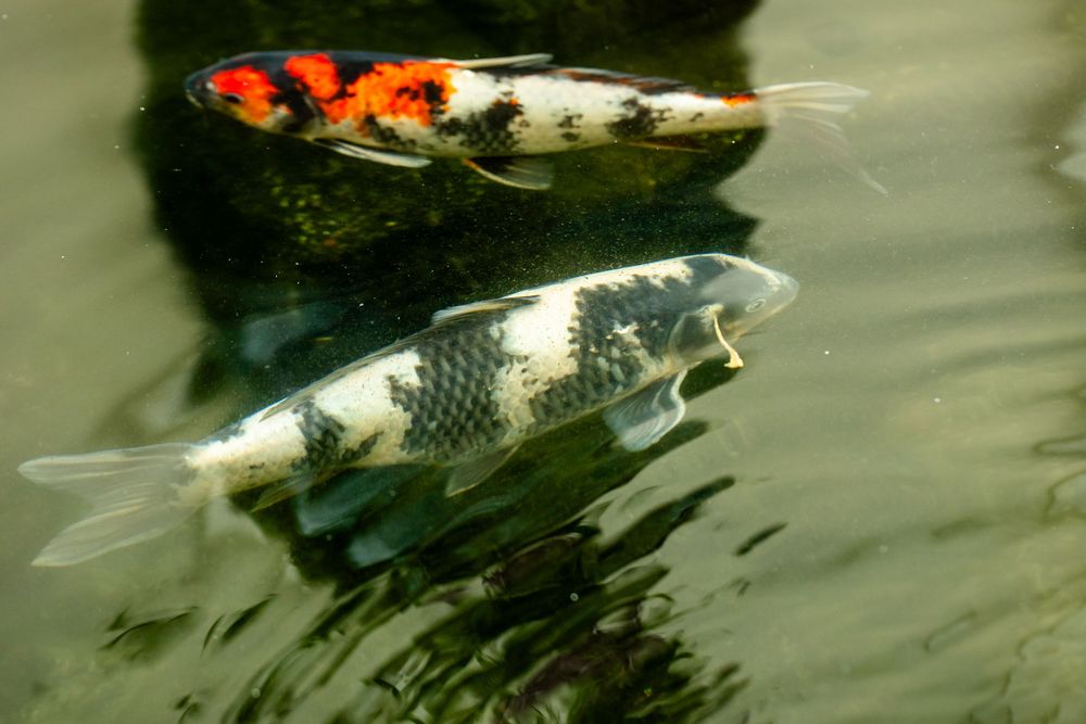 Two colorful koi fish, one with red and black markings, swimming gracefully in a clear pond.