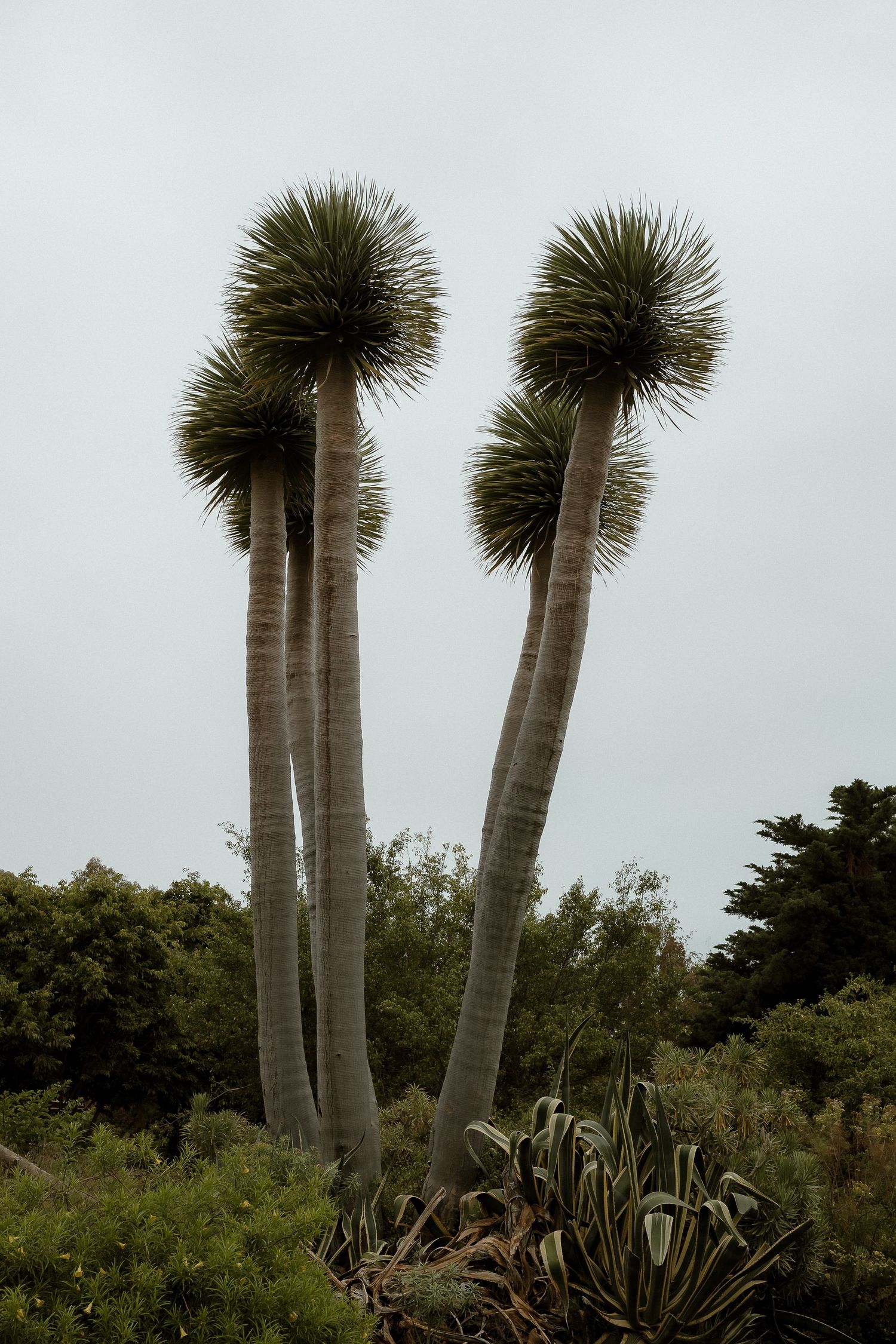 Tall spiky dragon trees with round crowns rise above green shrubs under an overcast sky.