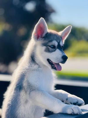 Adorable Siberian Husky puppy with blue eyes and fluffy gray coat resting paws on ledge outdoors.