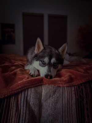 A young Siberian Husky puppy with blue eyes rests on a red blanket on a bed in a dimly lit room.