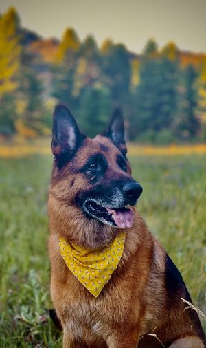 Majestic German Shepherd dog wearing yellow bandana sitting in green field with autumn trees.