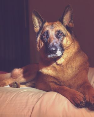 Majestic German Shepherd dog with soulful eyes resting on a bed in warm light.