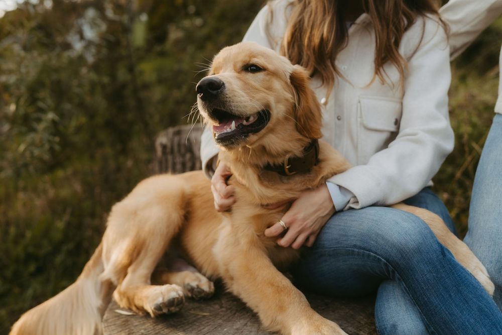 A happy golden retriever dog relaxing outdoors with a woman in a white shirt and jeans in a natural setting.