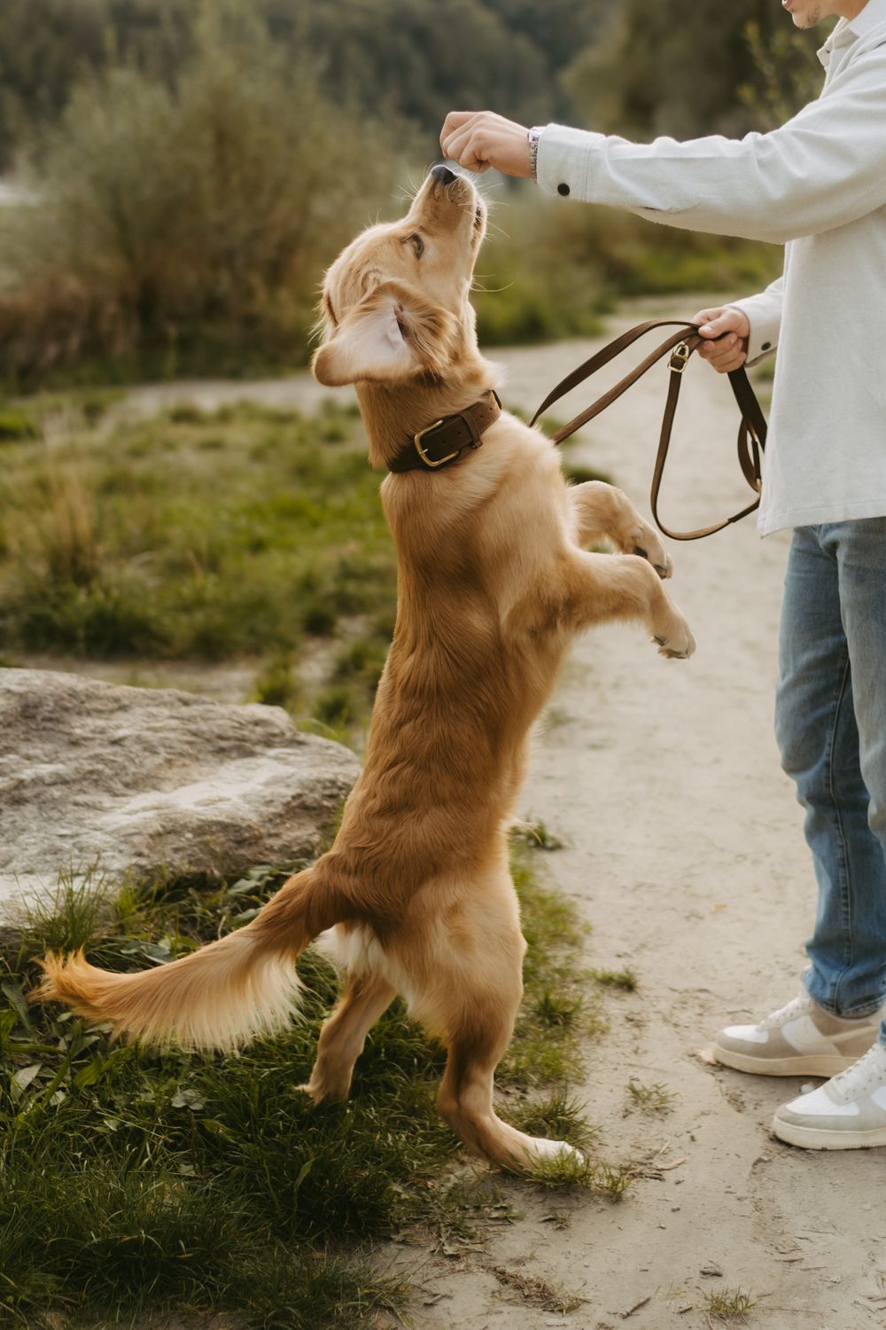 A golden retriever standing on hind legs reaching for a treat held by owner on a scenic outdoor path.