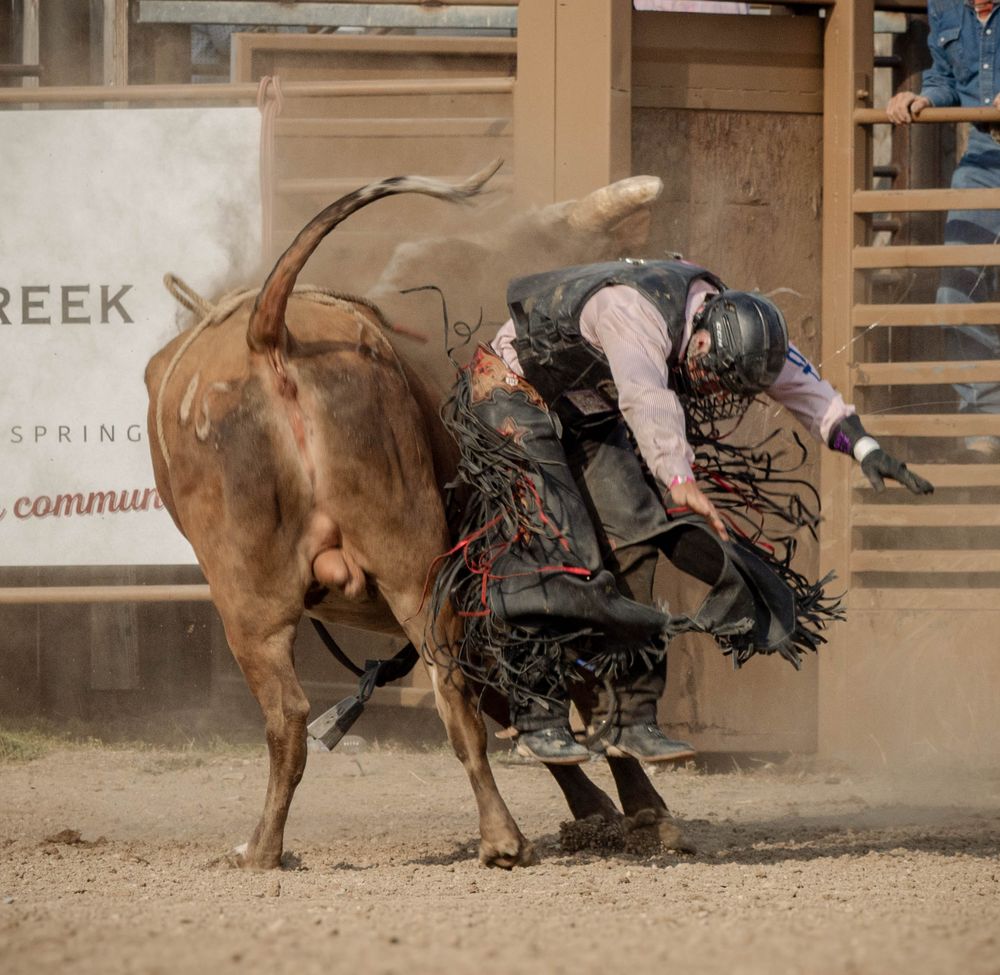 A bull rider struggles to stay on a bucking brown bull during a rodeo competition in a dusty arena.