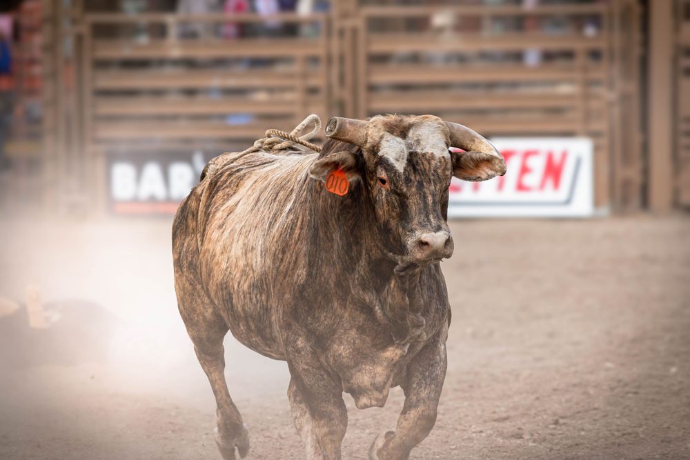 A dusty bull charges through a rodeo arena with orange ear tags and rope on its back.