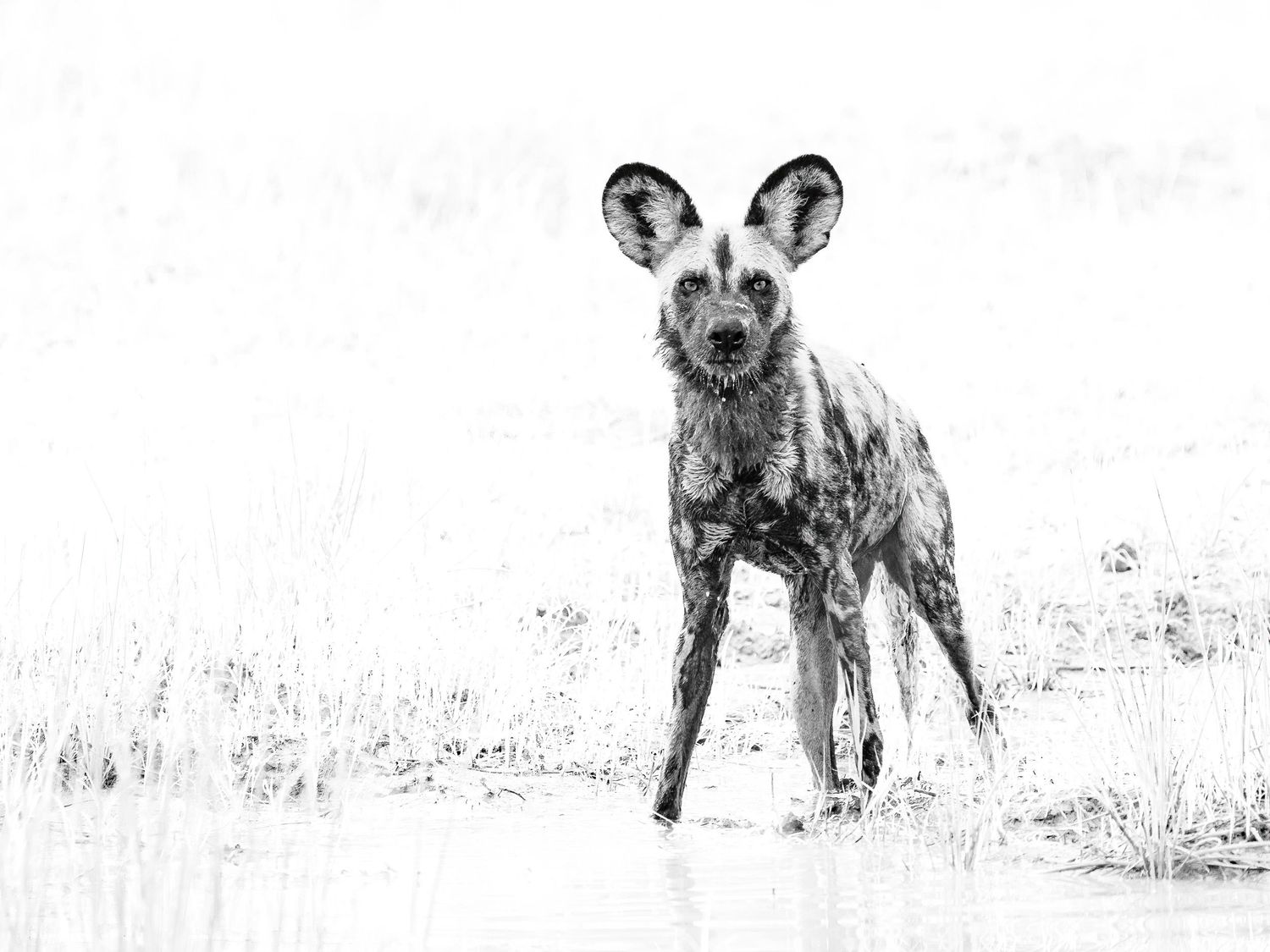 Black and white photo of a wild African painted dog standing alert in shallow water surrounded by grassland.