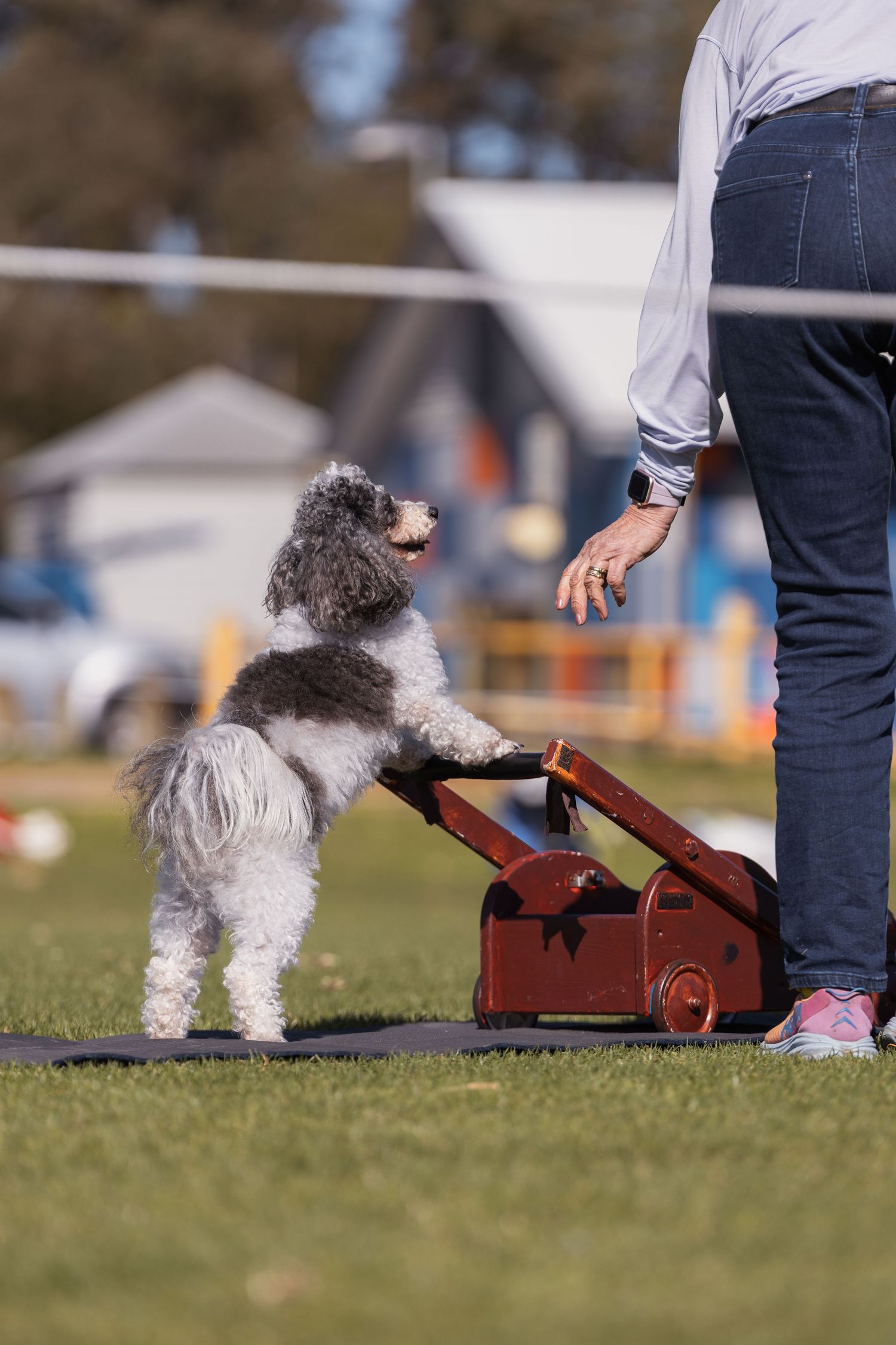 A grey poodle stands on hind legs at a wooden cart during an outdoor dog training session with its handler.
