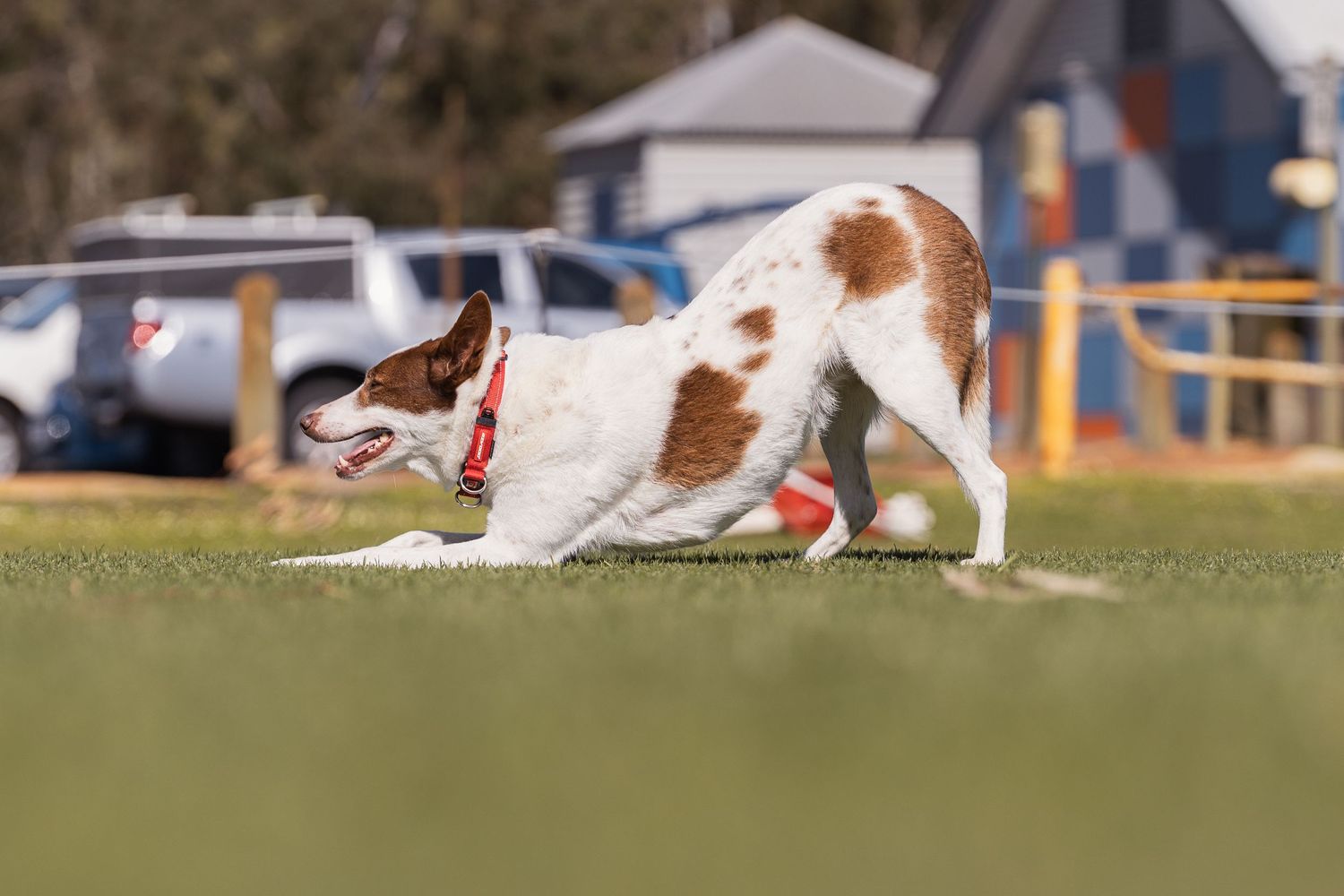 Brown and white dog in a play bow position on green grass at an outdoor dog park.