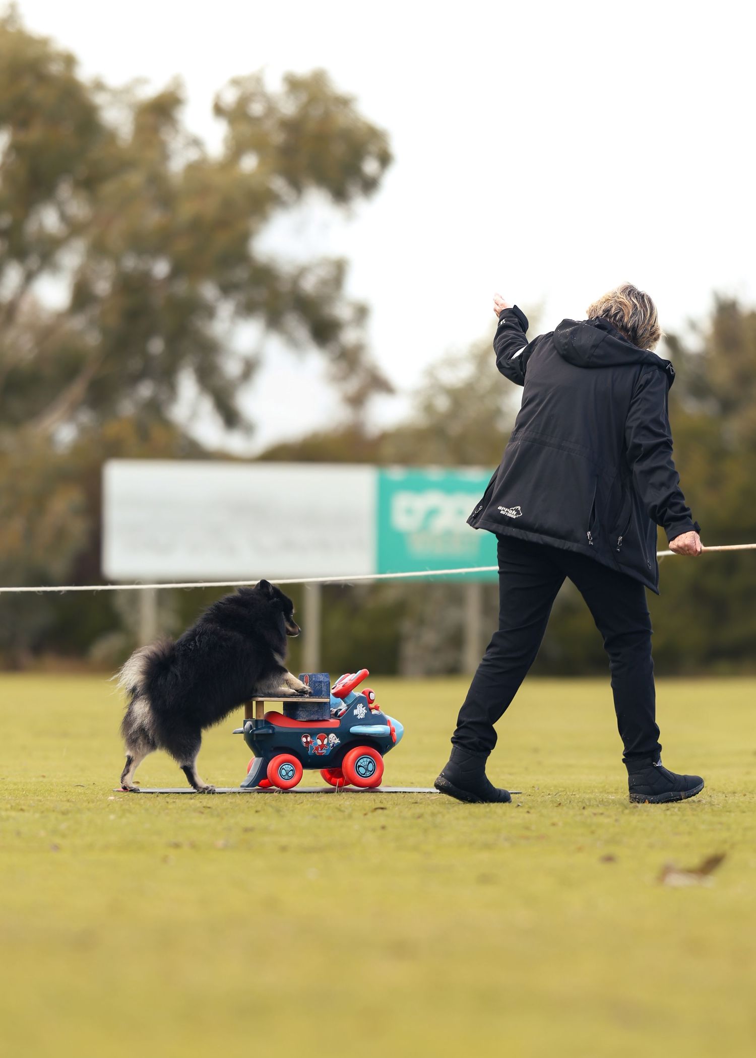 A person in black walks a dark dog alongside a colorful toy cart on a green field outdoors.