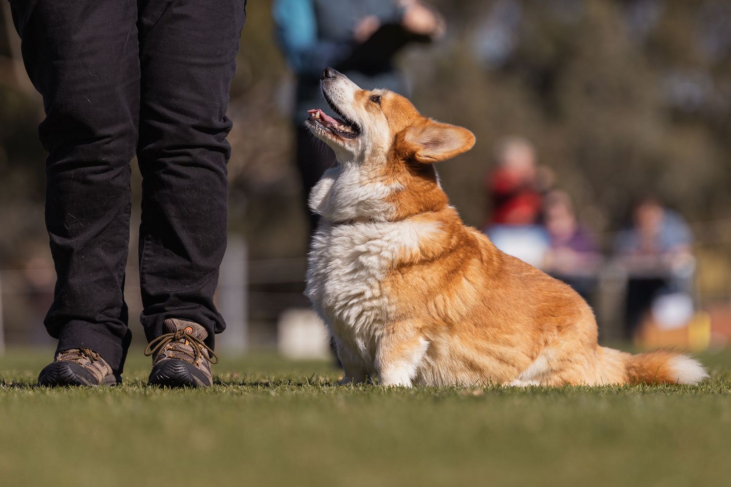 A fluffy Corgi dog sits attentively on green grass, gazing up at its trainer during an outdoor obedience training session.